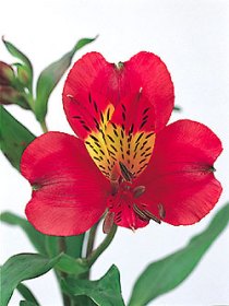 Alstroemerias