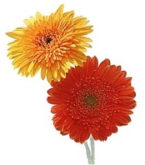 Gerberas