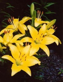 Liliums