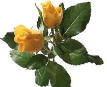 Rosas